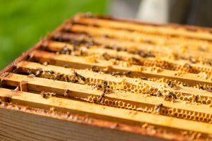How do bees make honey?