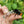 Load image into Gallery viewer, Beevive bee revival kit black