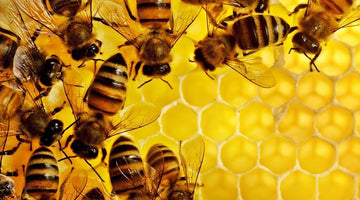 Introducing Beeble Backs - Beeble Co
