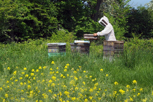 Beekeeping course at East Court
