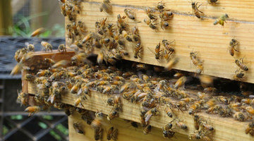 What is a bees schedule?