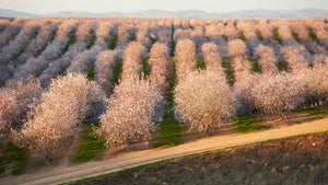 Almond milk is killing our bees