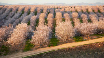 Almond milk is killing our bees