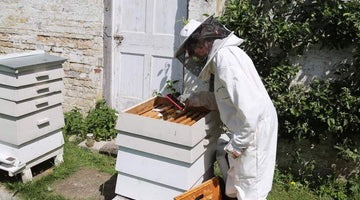 Beeble Honey Bees