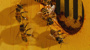 Close-up of honey bees at Beeble's Wiltshire apiary