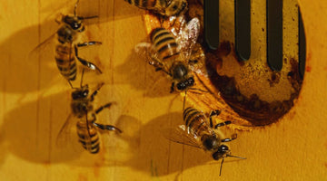 Close-up of honey bees at Beeble's Wiltshire apiary