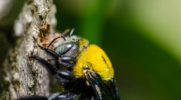 Do bees poop?