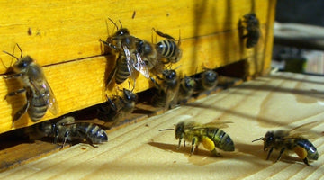 A bees life span
