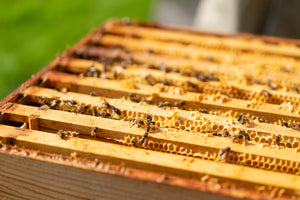 How do bees make honey?