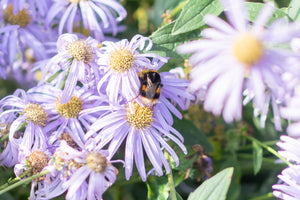 The difference between bees and wasps