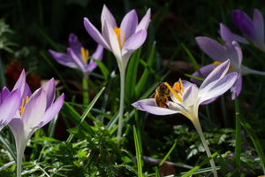 A bee is collecting nectar from a flower