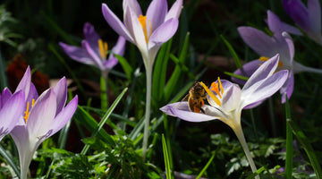 A bee is collecting nectar from a flower