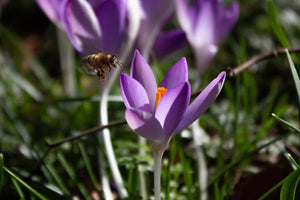 When do bees come out in the UK?