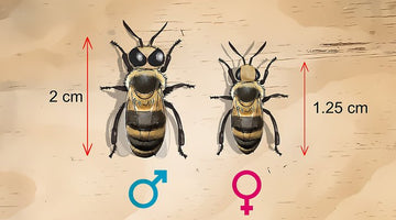 What is the difference between male and female bees?