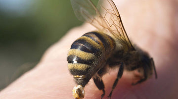 Bee stings VS Wasp stings