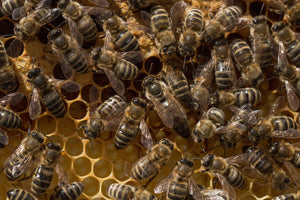 How do bees reproduce?