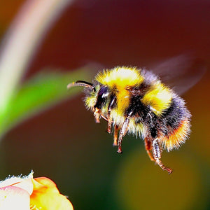 The Humble Bumble Bee - Beeble Co