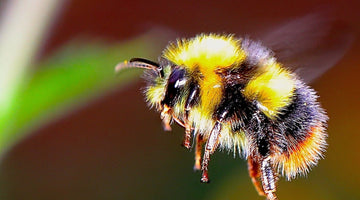 The Humble Bumble Bee - Beeble Co