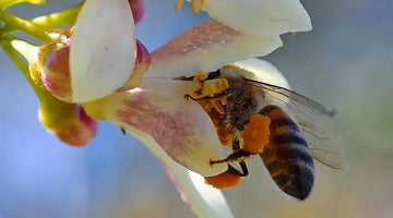 Do bees like caffeine?