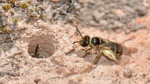 Ground nesting bees