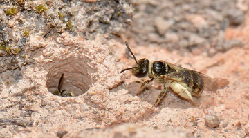Ground nesting bees