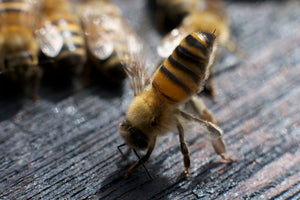 How do bees communicate with each other?