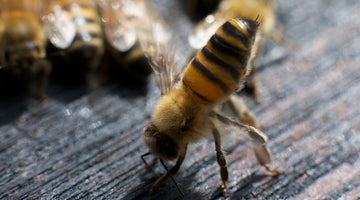 How do bees communicate with each other?
