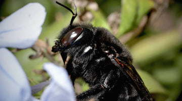 Do black honey bees exist?