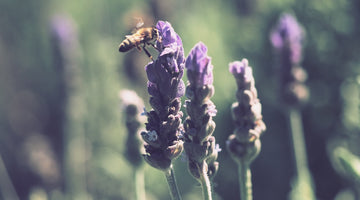Help Bees Thrive: 6 Essential Tips for a Bee-Friendly Garden This Summer
