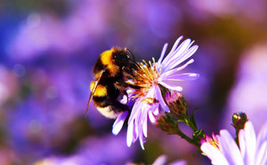 Are bees endangered?