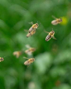 Why Are Bees So Important? The Answer That Changes Us All