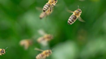 Why Are Bees So Important? The Answer That Changes Us All