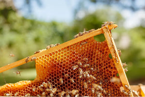 Why do bees make honey?