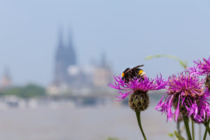 The rise of the city bees