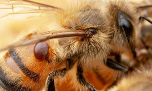 How are bees affected by diseases?