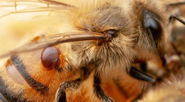 How are bees affected by diseases?